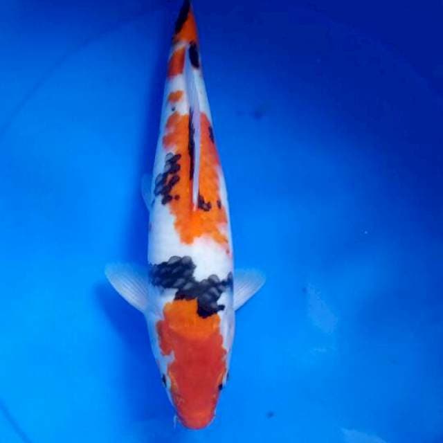 Sanke 37 cm