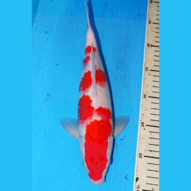 33cm KOHAKU TOTOL TOTOL