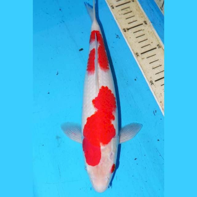 31cm KOHAKU HQ