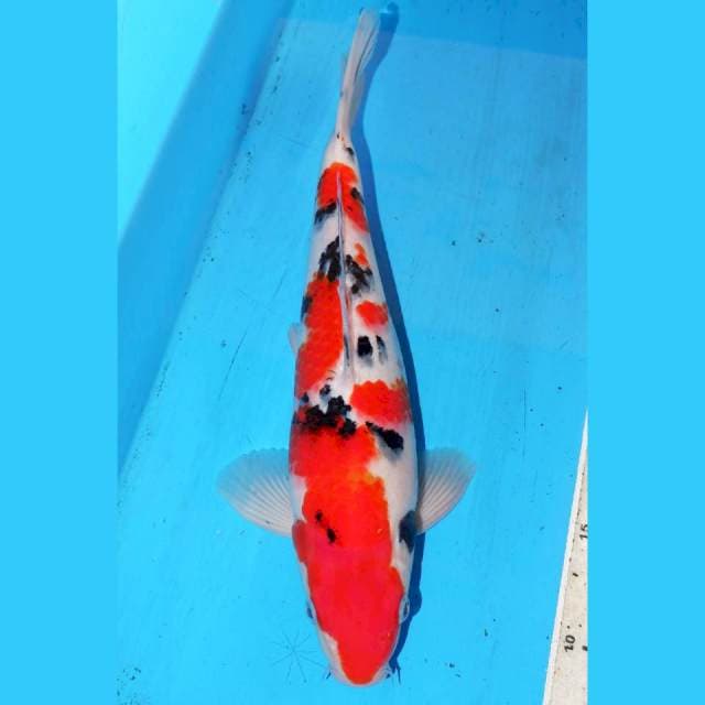 33cm ISTIMEWA SANKE