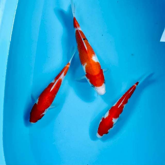Kohaku, 25BU