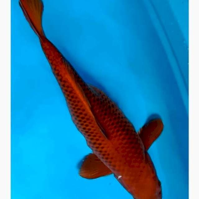 Tembaga