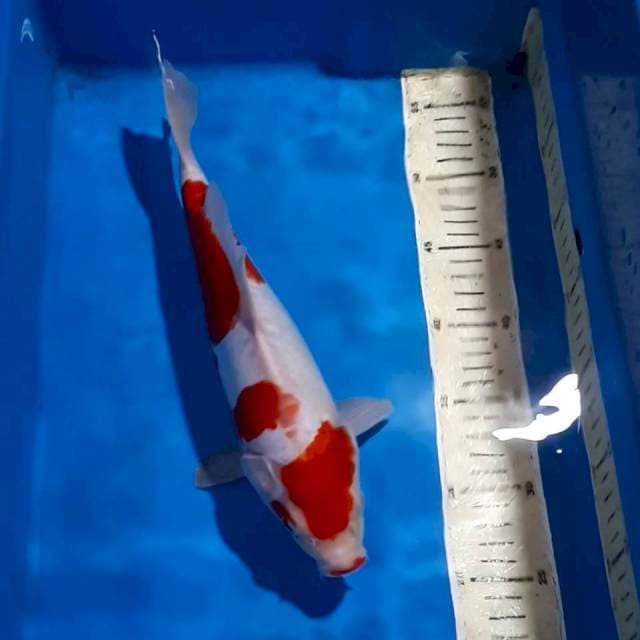 KOHAKU 30 CM