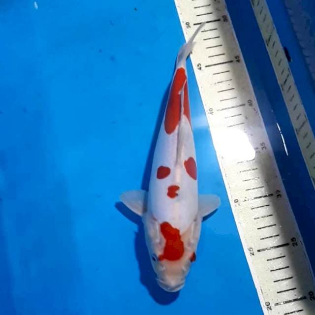SANKE DOITSU TATEGOI 26 CM
