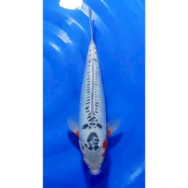 Jumbo Shusui 38cm F