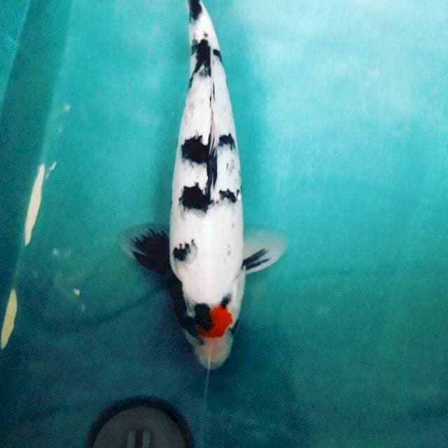 Tanco showa male 35 origin
