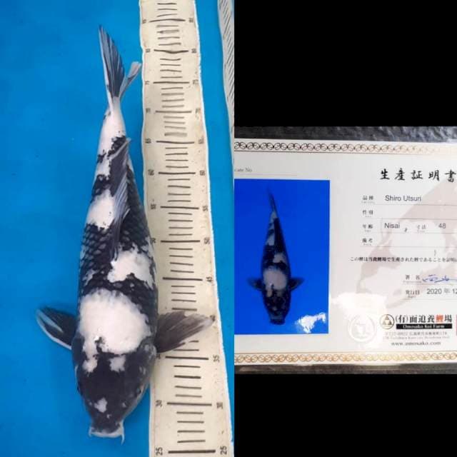 Shiro Omosako 50bu 🤩😍