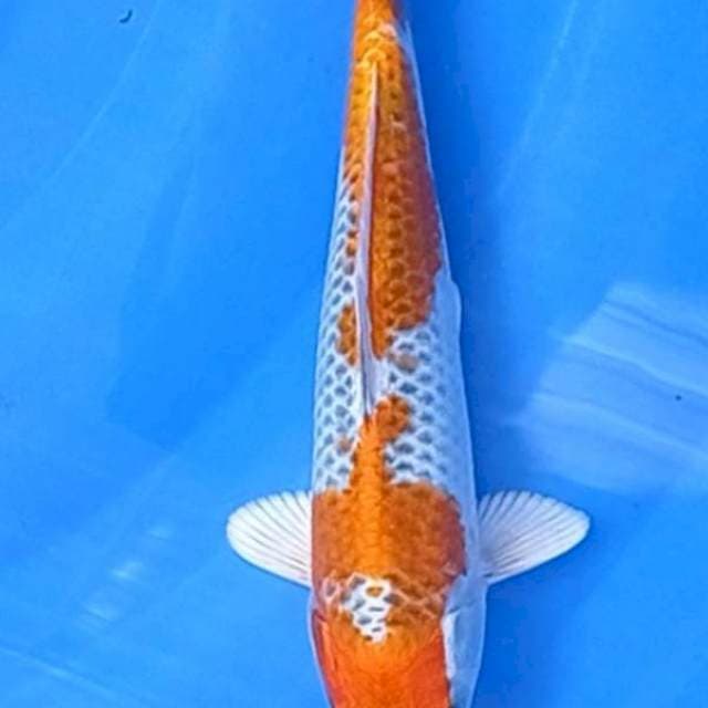 Kujaku 24Cm