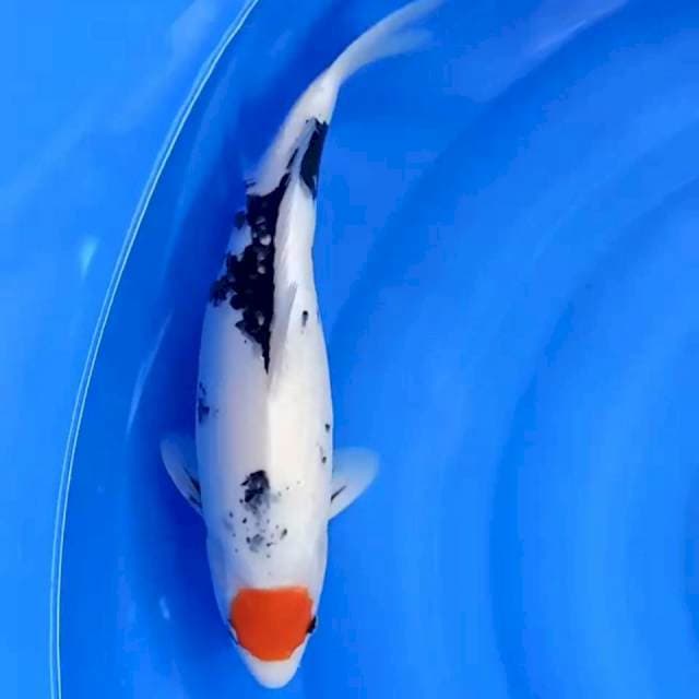 Tancho Showa ori 37cm