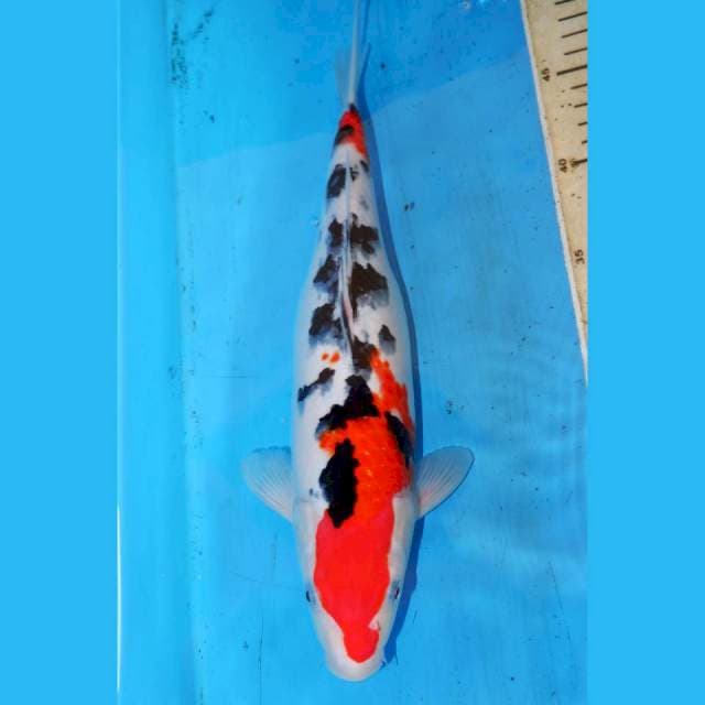 SANKE 34cm
