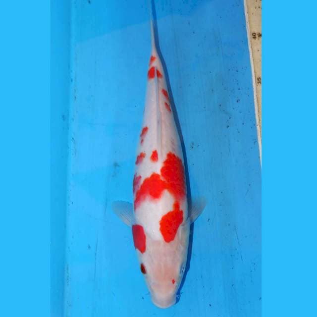 KOHAKU ABSTRAK 30cm