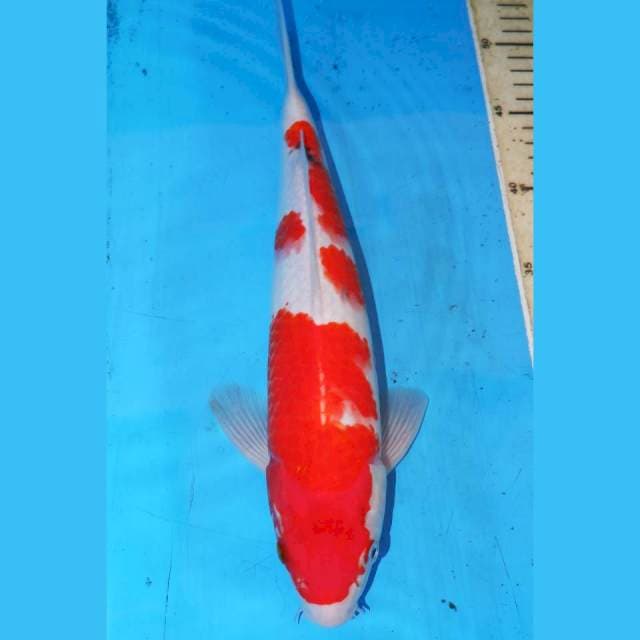 SANKE 34cm
