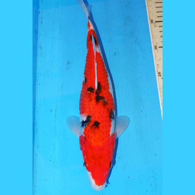 SANKE 31cm