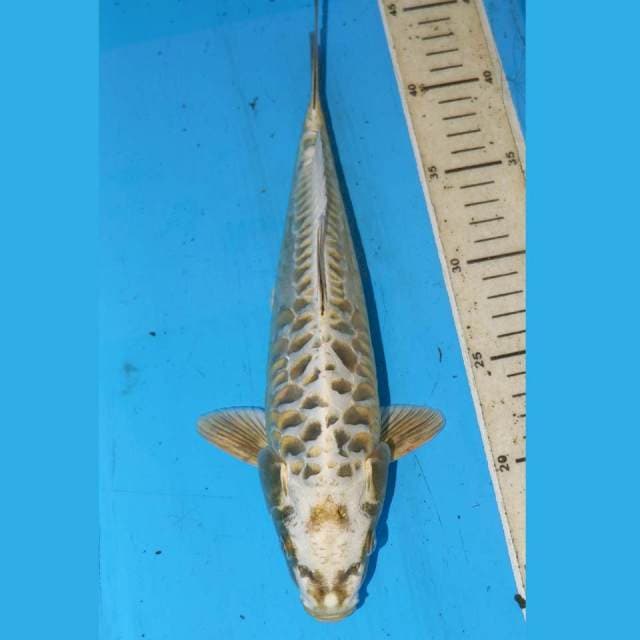 ARAGOKE MUKASI 31cm