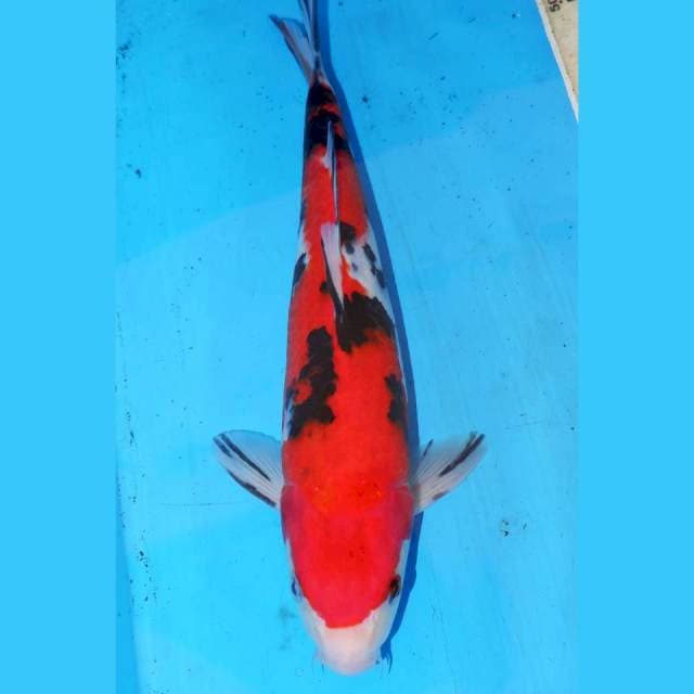 SANKE RED STRONG 29cm