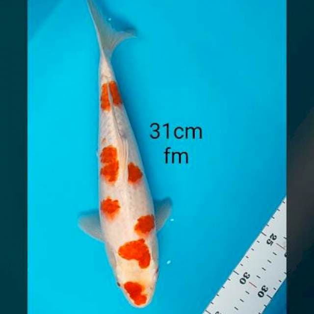 Kohaku sakura 31cm