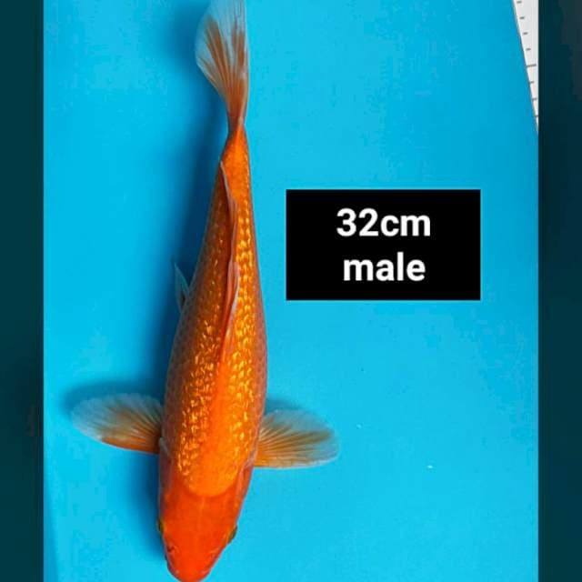 Hajiro ginrin 32cm male
