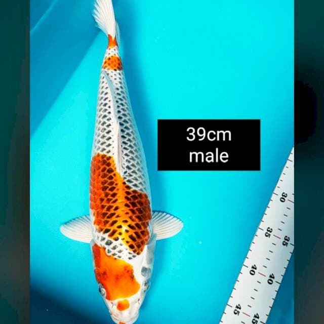 Kujaku strong 39cm male