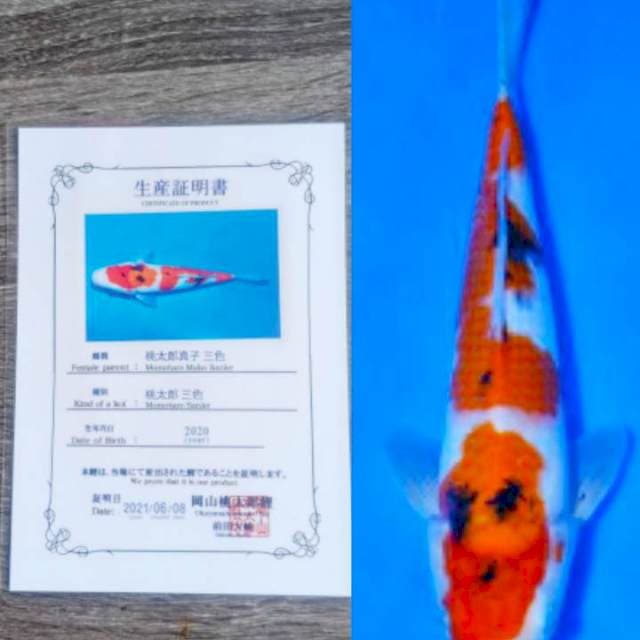 Sanke 32cm Momotaro Farm