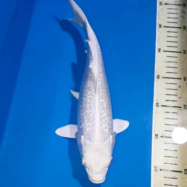 PLATINUM GINDRIN 32 CM