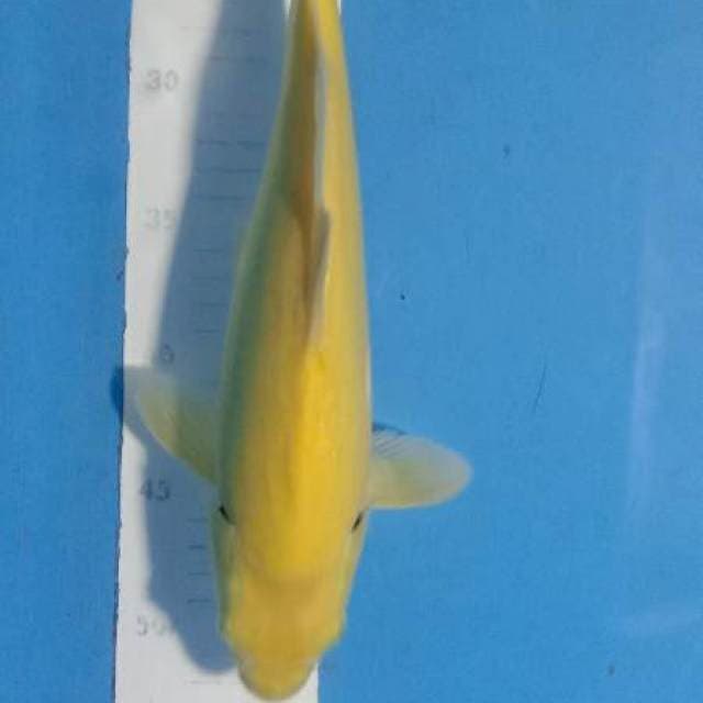 Karasi mm 32cm