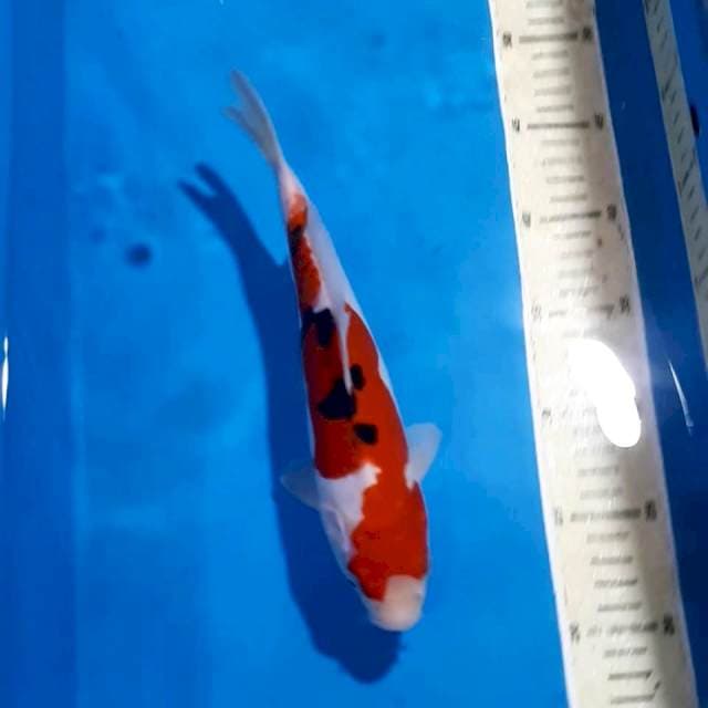 SANKE DOITSU 26 CM
