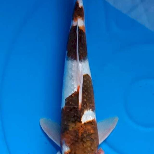 Bodho koromo