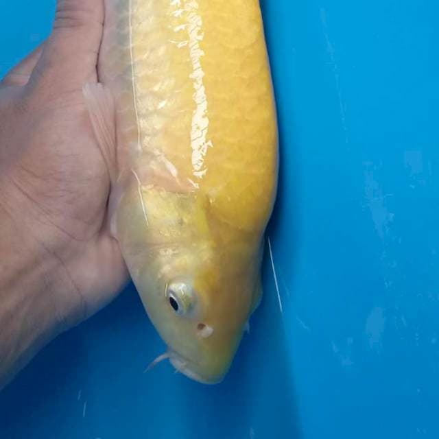 "syahdu" Karasi 36cm
