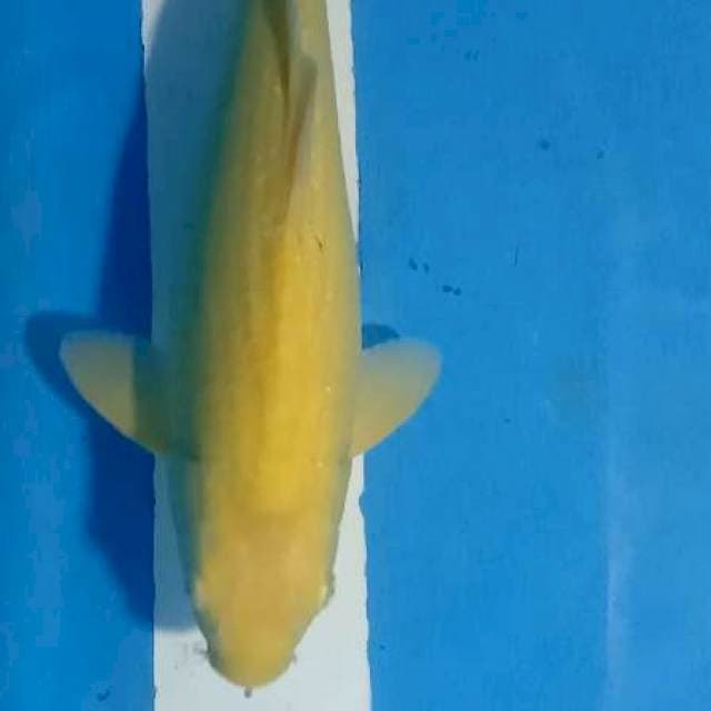 Karasi MM 37cm