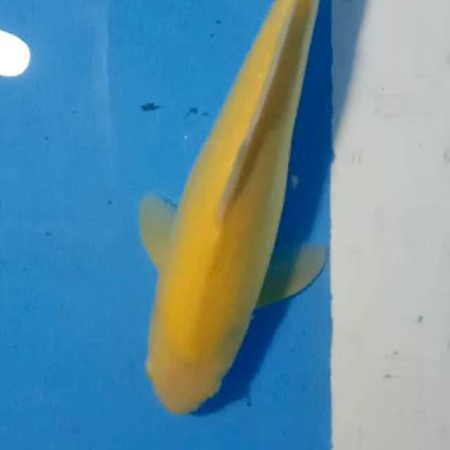 Karasi MM 32cm