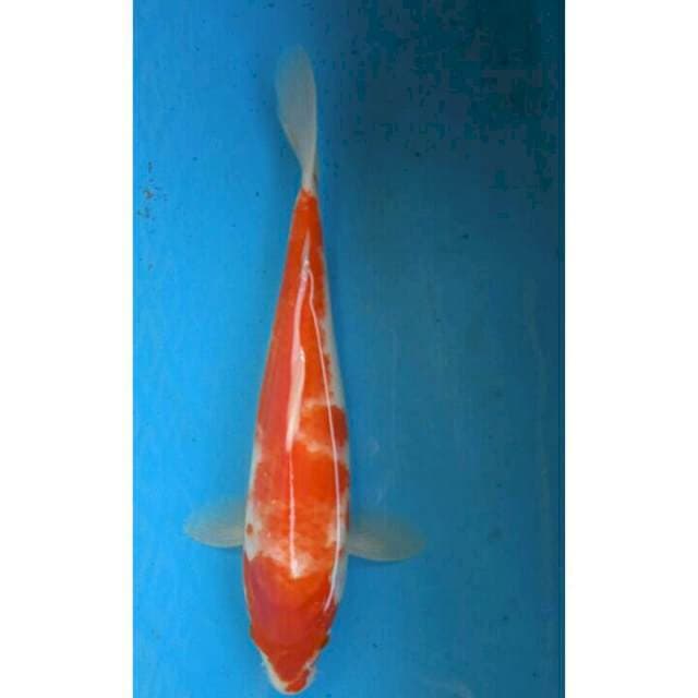 Kohaku f1