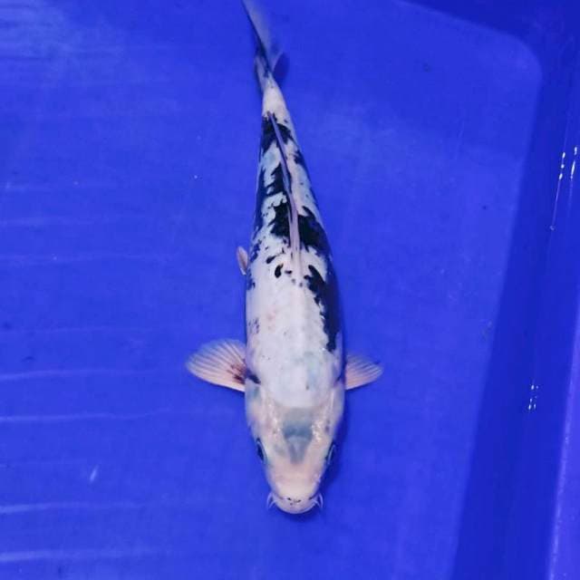 Kawari doitsu antik 30an cm