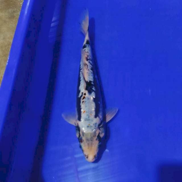 Kawari doitsu 30bu