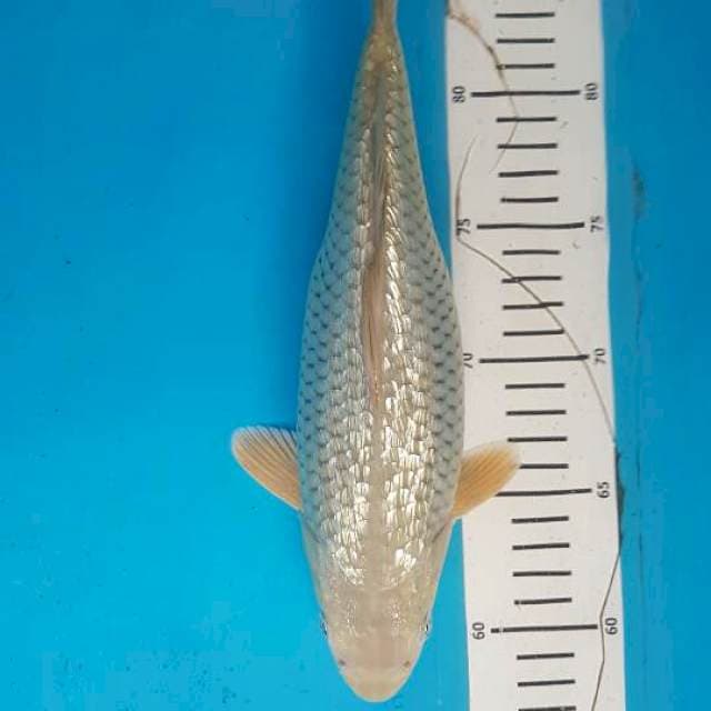 Ginrin 1 F1 Marudo