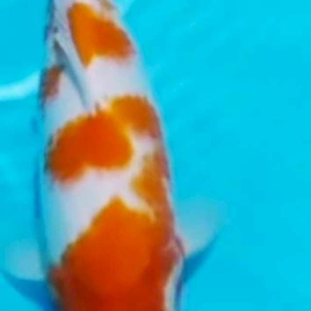 F1 KOHAKU 31cm