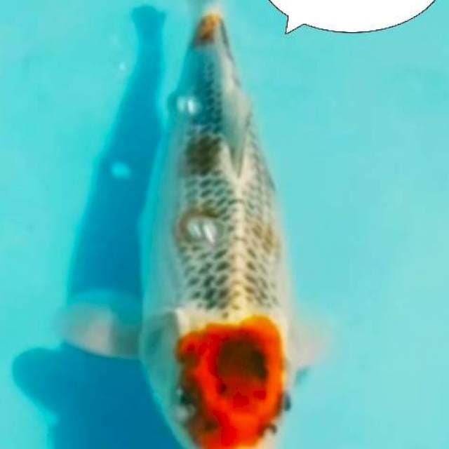 Maruten gosiki 31 cm