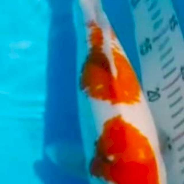 F1 kohaku 32cm