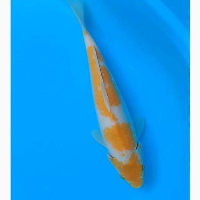 Hariwake