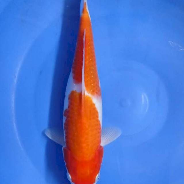 Kohaku Nidan