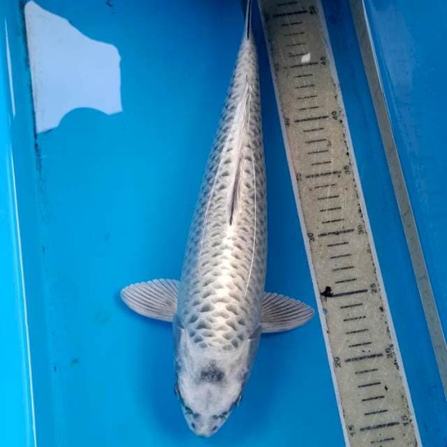 Mukashie jozz 39cm