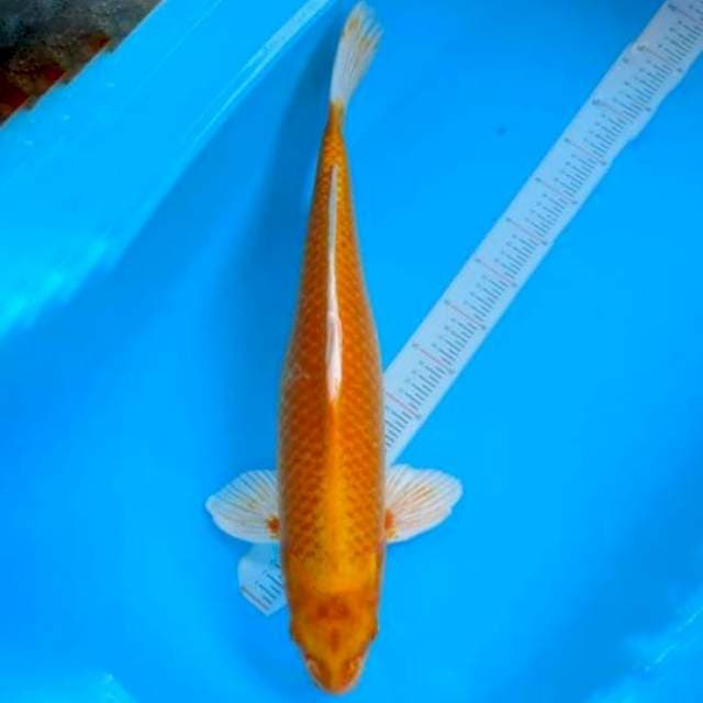 Orenji 55cm