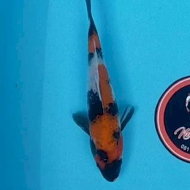 Showa 22 cm Blitar