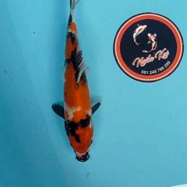 Showa 25 cm Blitar