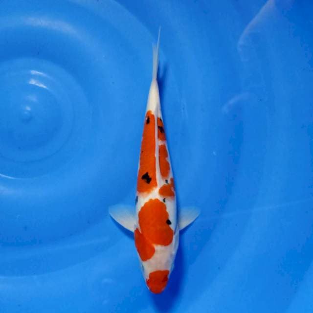 Sanke kuchibeni 25cm
