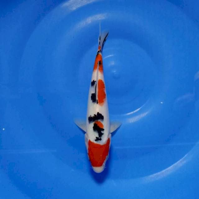 Maruten sanke 25cm
