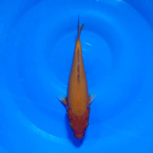 Red karashi 25cm