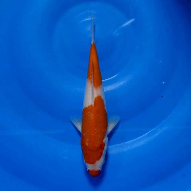 Kuchibeni kohaku 27cm
