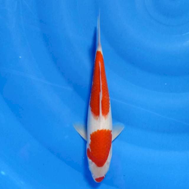Kohaku kuchibeni 27cm