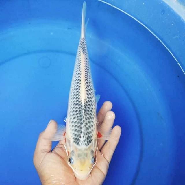 ASAGI 35BU