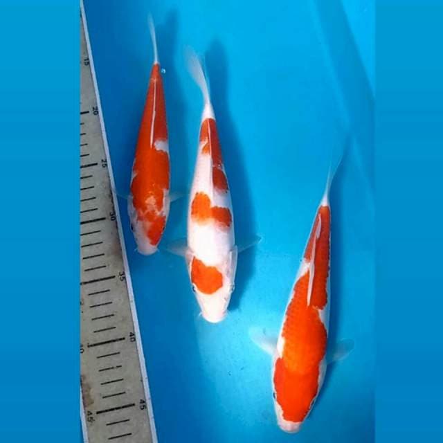 Kohaku, 21-23 cm